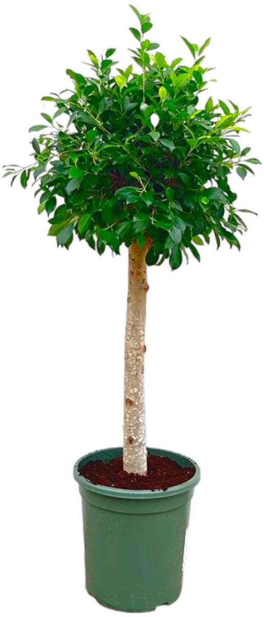 Ficus Nitida op stam - 130 cm - ø30