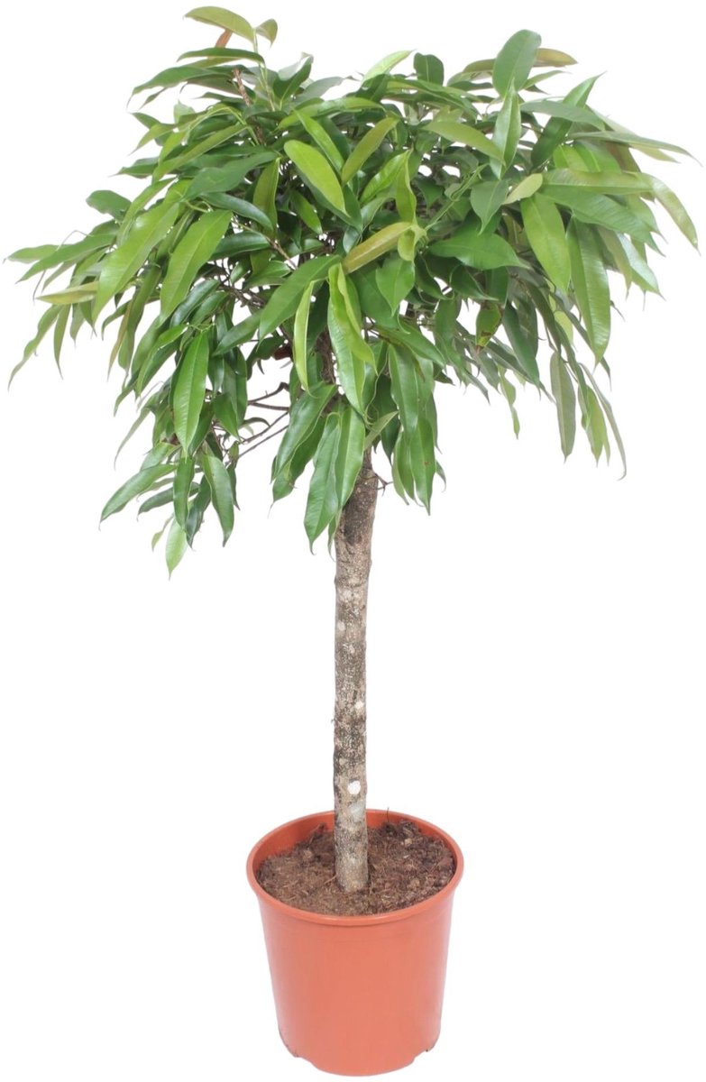 Ficus Amstel King - 130 cm - ø30