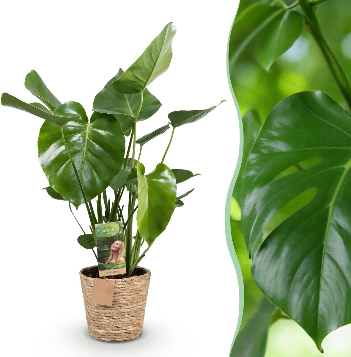 Green is... Kamerplanten - Monstera Deliciosa - Gatenplant - Weinig onderhoud - met mand - Groen - 1 Plant - Pot 21cm - Hoogte 70-80cm
