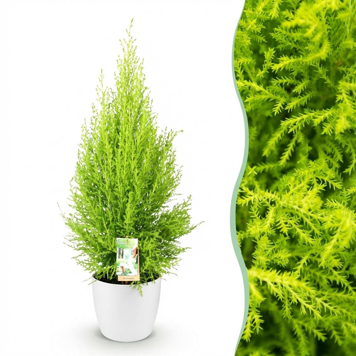Kamerplanten - Cupressus Gold Crest Wilma - Kamer conifeer - Weinig onderhoud - Groen - 1 Plant - met Potter Wit - Pot 21cm - Hoogte 85-95cm
