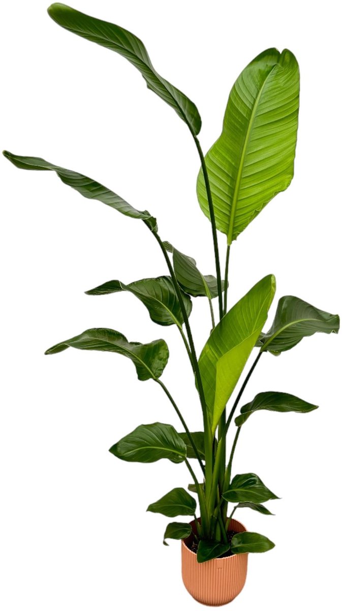 Strelitzia Nicolai inclusief elho Vibes Fold Round roze - 130 cm - Ø18