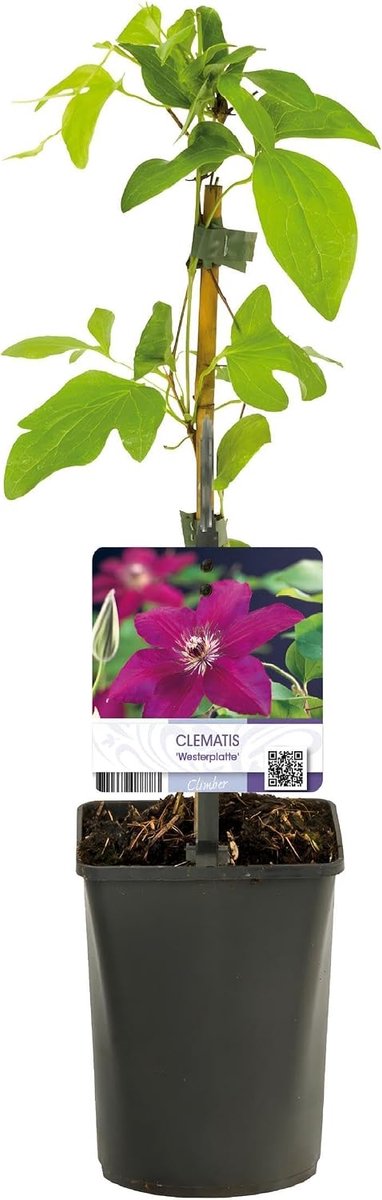 - Clematis Westerplatte - Bloem Rood - Weinig onderhoud -2 planten - Pot 11cmcm - 30-40cm - Ø10cm - Tuinplant