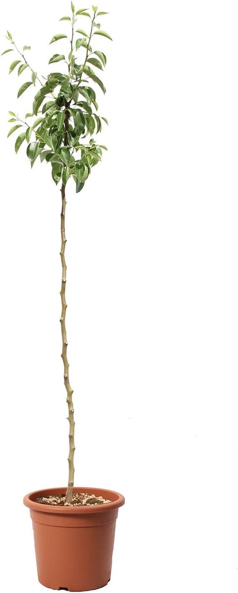 - Red William Perenplant - Pyrus Communis - Echte buitenplanten - Fruitplanten - Kweekpot Ø 24 cm