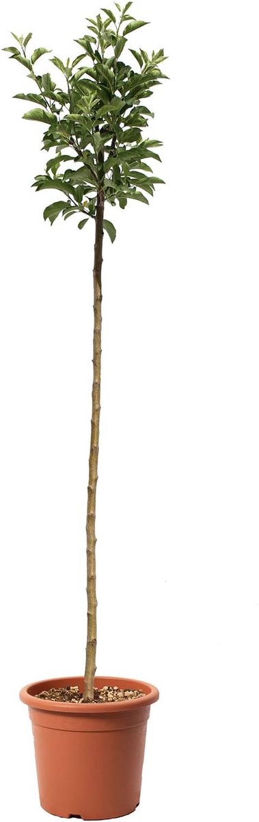 - Malus Domestica - Golden Delicious Appelboom - Echte buitenplanten - Fruitplanten - Kweekpot Ø 24 cm