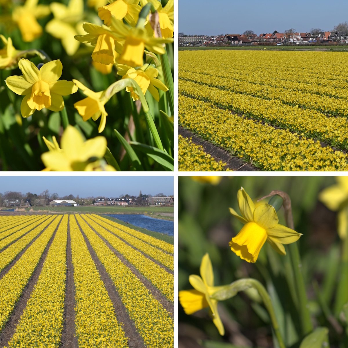 InVolleBloei Narcissenbollen 'Tête-à-Tête' – 50 stuks – Gele Dwergnarcissen – Voorjaarsbloemen – Bloembollen najaar planten