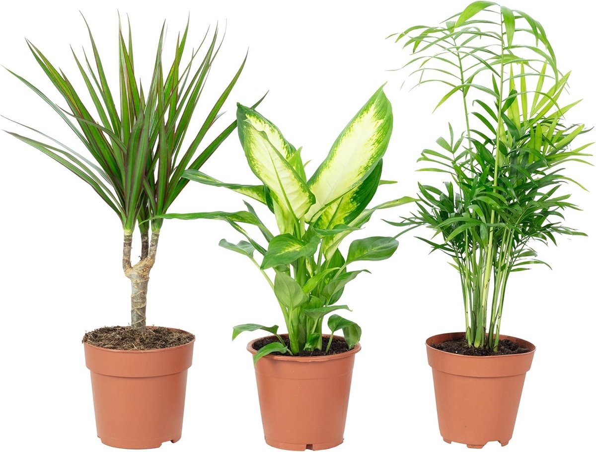 3-delige set kamerplanten - Chamaedorea, Dieffenbachie, Dracaena - pot-Ø 10-12 cm - eenvoudig te verzorgen - ShopVlot