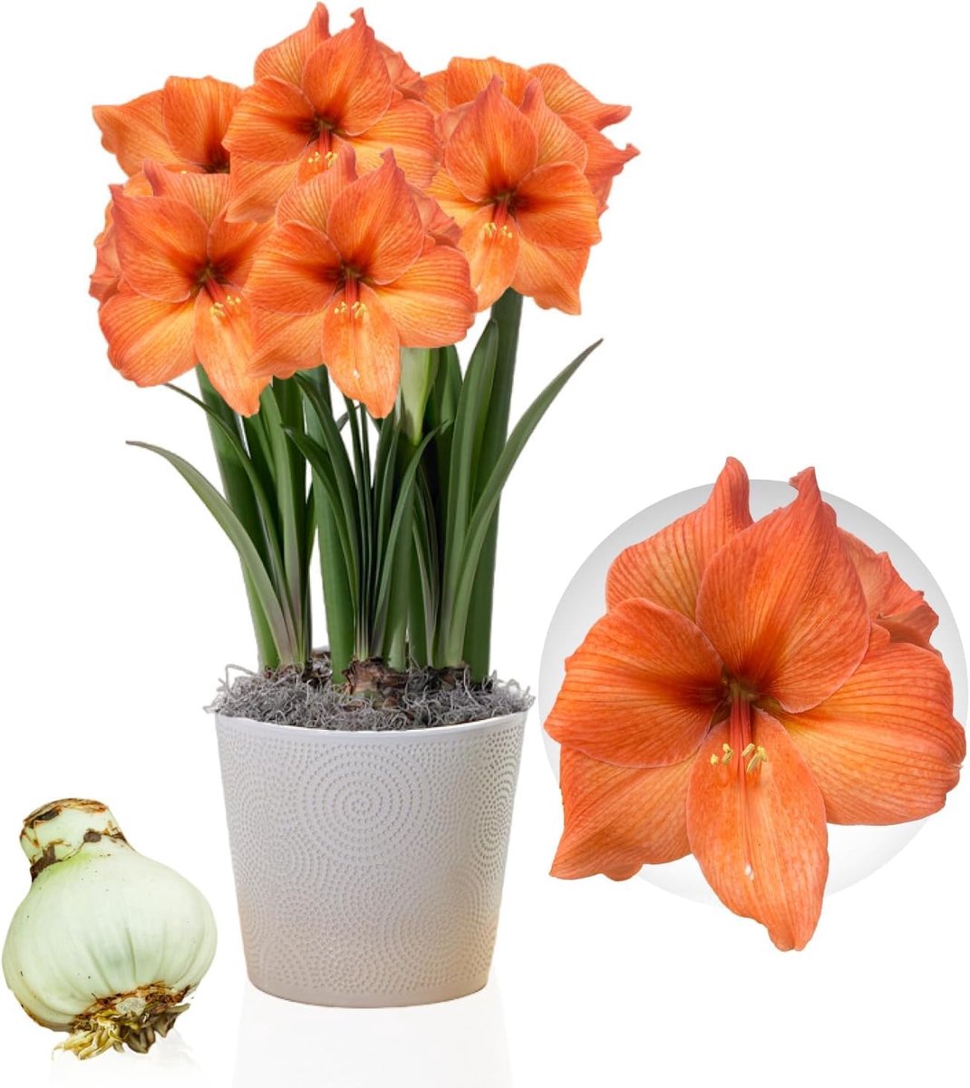 Rilona Bol, 1 grote bloembol in formaat 26/30, Exclusieve bloembollen, planten en bloemen uit Nederland, Echte Hippeastrum bollen (geen zaden, was en niet kunstmatig)