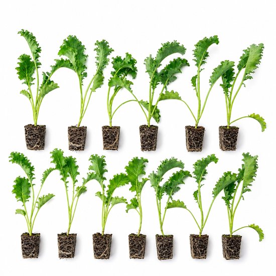 Twaalf boerenkool plantjes met wortels in vierkante potjes.