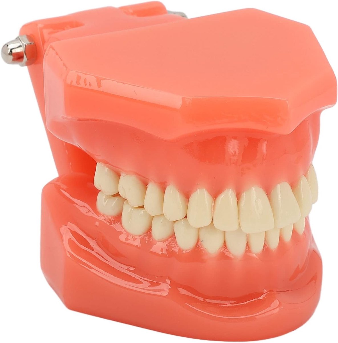 Tanden Model - Studie Model - Tandheelkunde Opleiding - Acryl Materiaal - Standaard Formaat - Wit