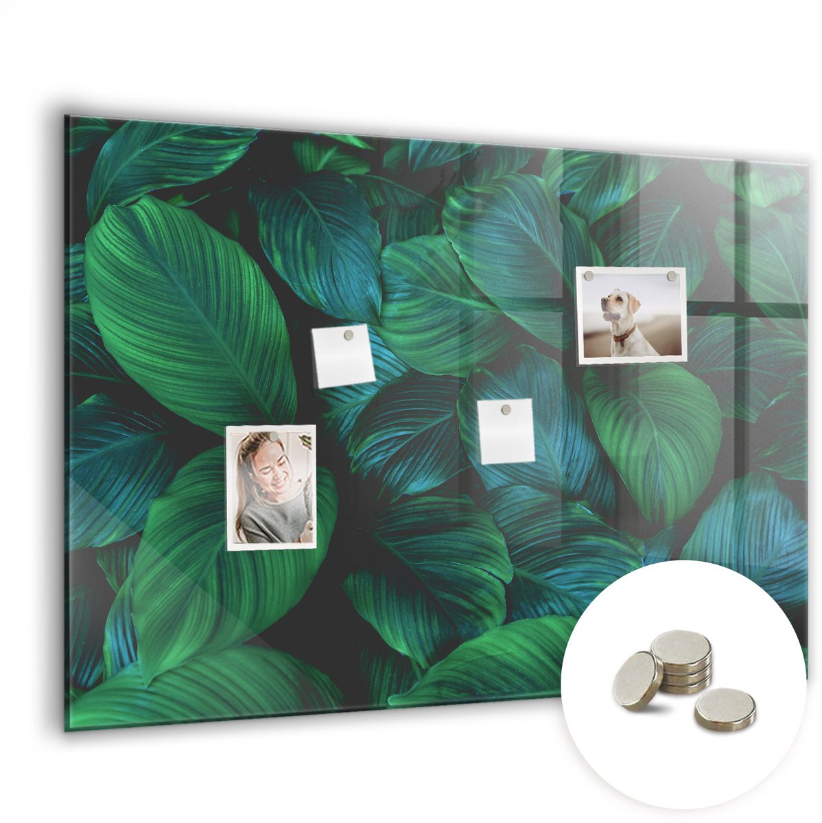 Coloray Glazen Magneetbord - Magnetisch Bord Jaarringen van bomen - 100x70 cm - Groente Magneetbord - Magnetic Board - Wanddecoratie