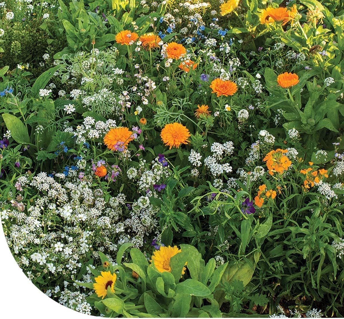 SnelShoppen - Rotstuin Bloemenmengsel 5 g voor 2,5 m² - 20 Bloemsoorten - Aantrekkelijk voor Nuttige Insecten - Eenjarige Bloemzaden voor Tuin en Balk
