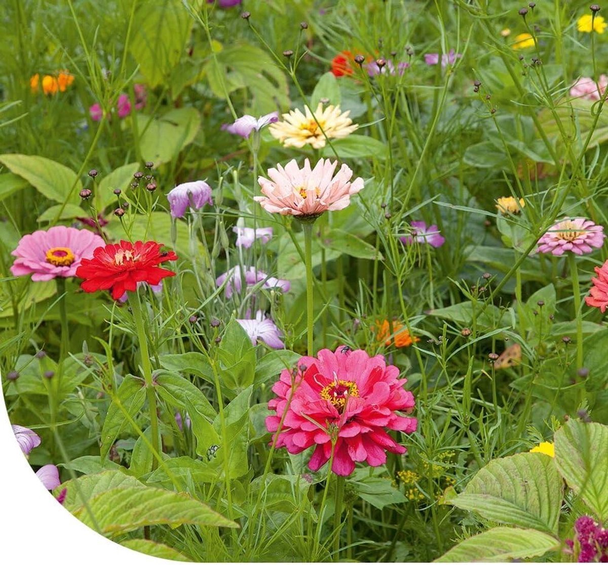 SnelShoppen - Snijbloemenmix - Kleurrijkejarige bloemenmengsel - 250 g voor 125 m2 - Varieerde mix met 32 soorten bloemen en kruiden voor elke tuin
