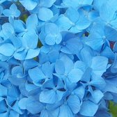 Hydrangea Macrophylla 'Nikko Blue' - Hortensia - 25-30 cm in pot: Bekende hortensia met diepblauwe bloemen.