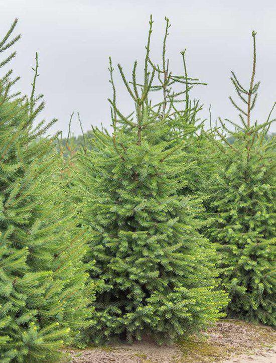 kerstboom Picea Omorika (potgekweekt) floratuin