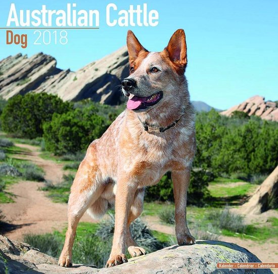 bol.com | Australian Cattle Dog Calendar 2018 bol.com | Australian Cattle Dog Calendar 2018
