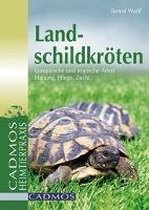 Landschildkröten