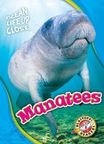 Ocean Life Up Close - Manatees