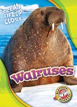 Ocean Life Up Close - Walruses