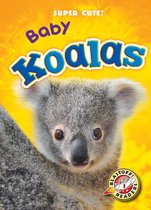 Super Cute! - Baby Koalas