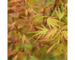 Acer Palmatum - Japanse esdoorn  50-60 cm pot