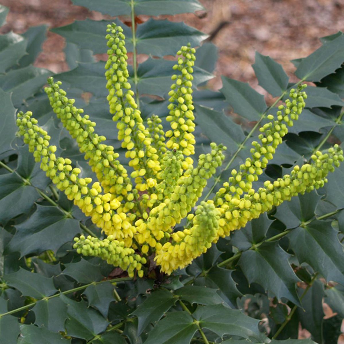 Mahonia Media 'Winter Sun' - Arbuste Persistant à Floraison Hivernale Jaune, Hauteur 250 Cm, Baies Bleues Décoratives