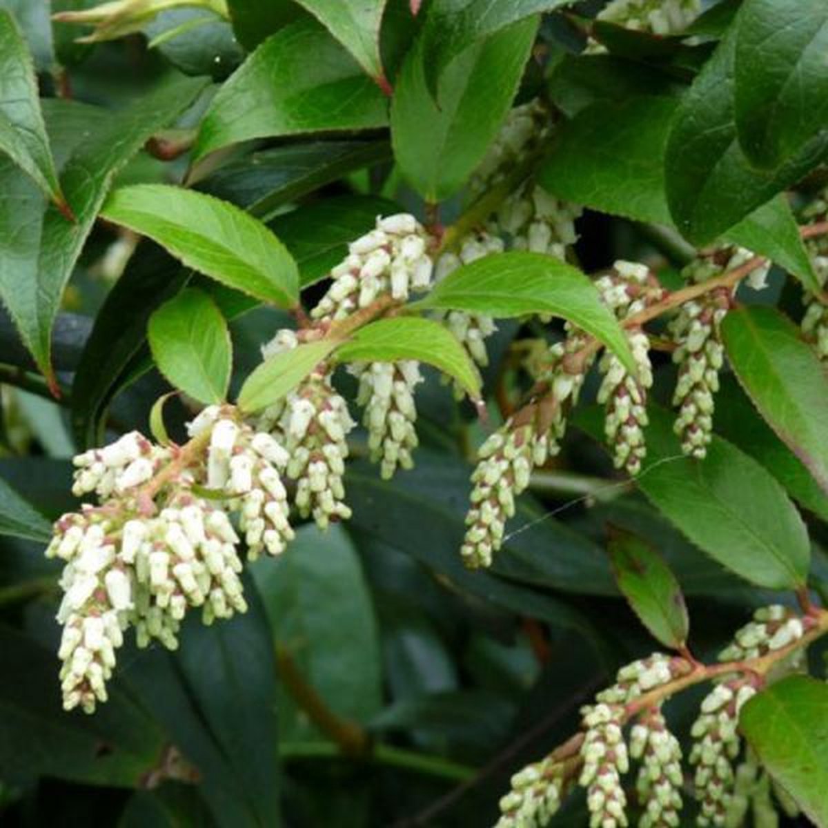 Leucothoe Lovita (= 'Zebonard') - Druifheid 20-30 cm pot