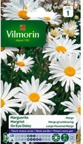 Margriet Margo - Chrysanthemum leucanthemum