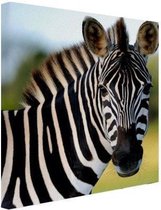 Canvas Schilderij Zebra