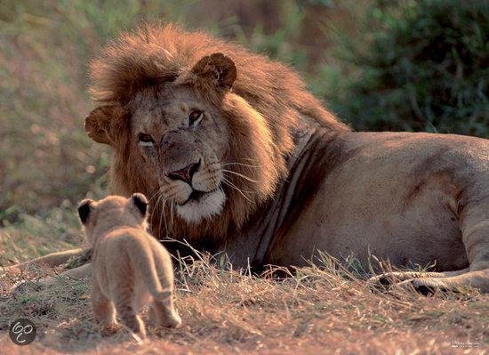 Jumbo Puzzel BBC Planet Earth Life Lion Family - Legpuzzel - 1000 stukjes |  bol.com