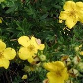 Potentilla Fruticosa 'Goldstar' - Ganzerik|Vijfvingerkruid - 25-30 cm in pot: Struik met goudgele bloemen, langdurige bloei.