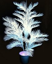 Europalms Kentia palm,Blacklight-wit, 170cm