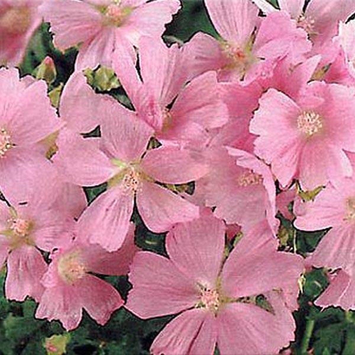 6 x Malva Alcea 'Fastigiata' - Kaasjeskruid Pot 9x9 cm - Roze Zomerbloesem