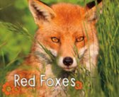 Red Foxes