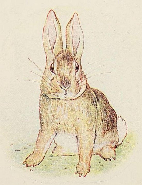 The Story of a Fierce Bad Rabbit - cover