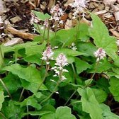 6 x Tiarella 'Tiger Stripe' - Perzische Muts pot 9x9cm - Gestreepte bladeren, witte bloemen