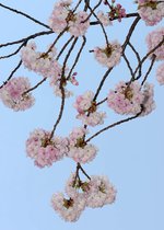 桜の宴50ショット