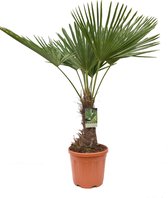 Trachycarpus fortunei; Totale hoogte: 150-180 cm - Stam: 40-50 cm, incl, Ø31cm pot | Chinese windmolen palm
