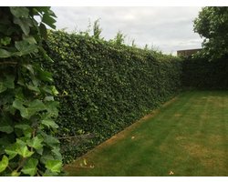 Hedera hibernica 100-125 cm (gestokte klimop) - haagplant - 10 stuks