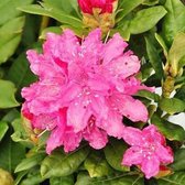 Rhododendron 'Rocket' - 40-50 cm pot: Helder paarsrode bloemen, snelgroeiend en aantrekkelijk.