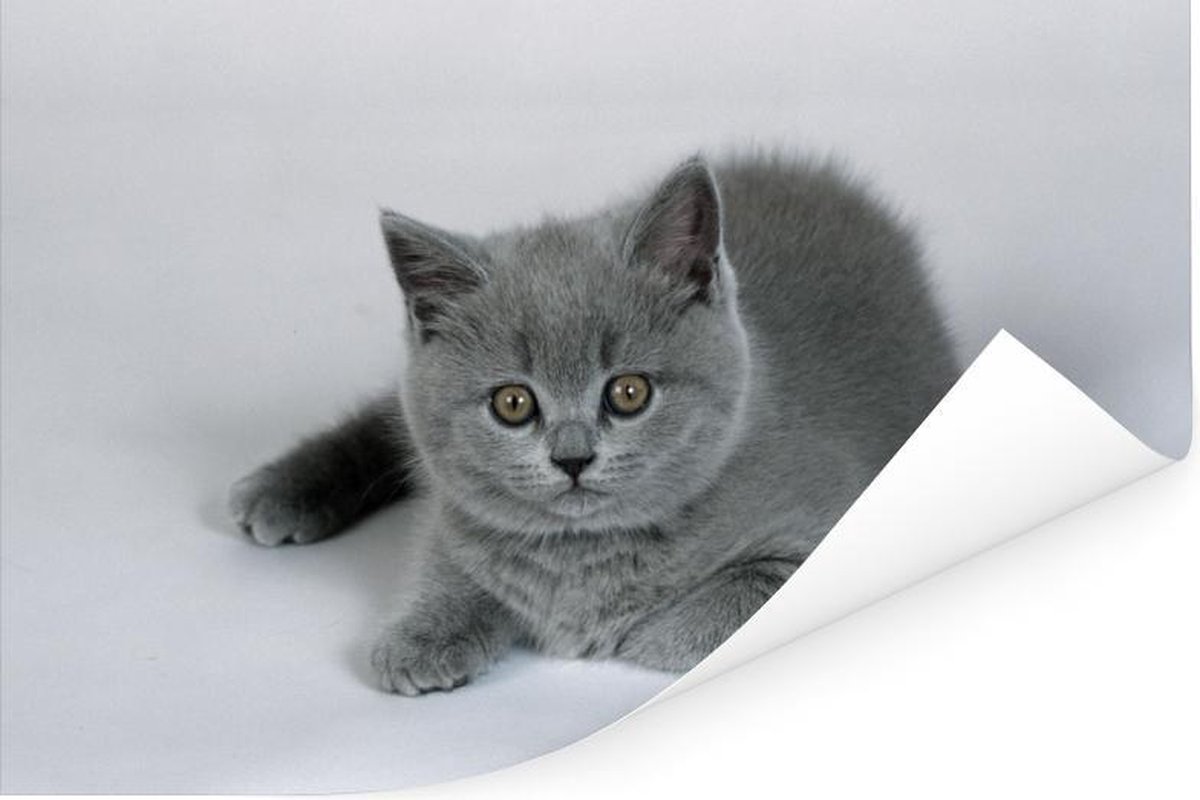 Weergave van een Britse korthaar kitten - 180x120 cm XXL | bol.com