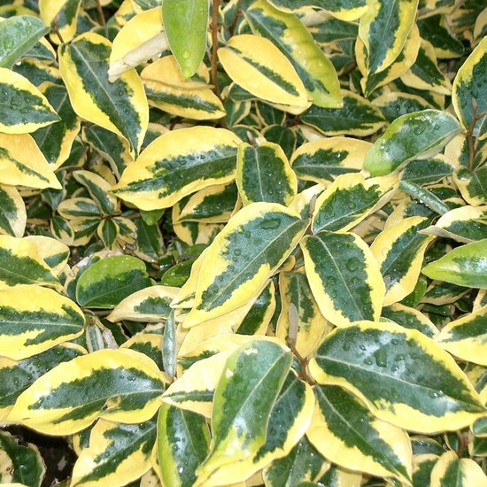 Foto: Plant in a box hortensia paniculata phantom pluimhortensia hydrangea wit groene bloem set van 3 winterharde hortensia pot 9cm hoogte 25 40cm