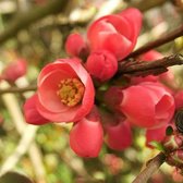 Chaenomeles superba 'Hollandia' - Dwergkwee - 30-40 cm in pot: Struik met felrode bloemen in het voorjaar, gevolgd door eetbare vruchten.