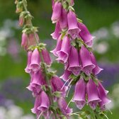 6 x Digitalis Purpurea - Vingerhoedskruid Pot 9x9 cm - Paarse Klokvormige Bloemen