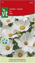 Cosmea Wit, vroege bloei en grote, mooie witte snijbloemen bloeien tot aan de eerste vorst