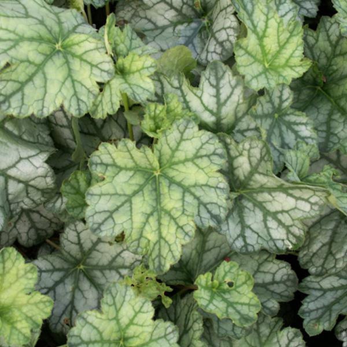 3 x Heuchera 'Mint Frost' Purperklokje pot 9x9cm