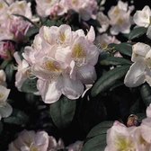 Rhododendron 'Gomer Waterer' - Rhododendron 40-50 cm pot