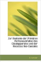 Zur Anatomie Der Primaren Peritoneumfalten Des Cacalapparates Und Der Recessus Ileo-Caecales