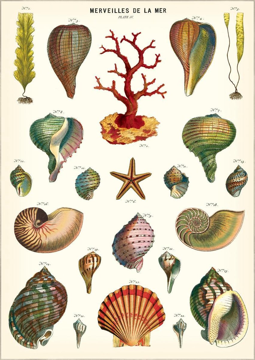 Cavallini & Co Poster Schelpen - Cavallini & Co - Schoolplaat Merveilles de la Mer Multi Color