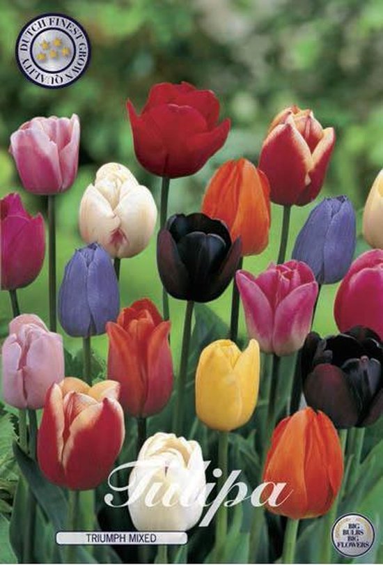 Nederlands Beste Kwaliteits bloembollen - Tulpenbollen Triumph Mixed Bolmaat 12+ 10 Bloembollen Planttijd 9-12
