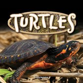 Reptiles! - Turtles